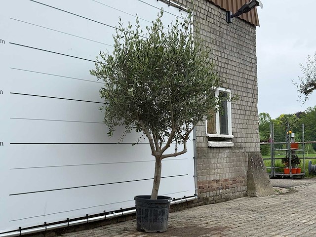 Olijfboom andalucia m - olea europaea - ca. 20 jaar oud - hoogte ca. 250 cm - afbeelding 4 van  8