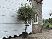 Olijfboom andalucia m - olea europaea - ca. 20 jaar oud - hoogte ca. 250 cm - afbeelding 4 van  8