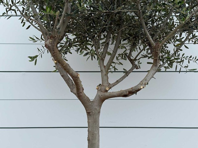 Olijfboom andalucia m - olea europaea - ca. 20 jaar oud - hoogte ca. 250 cm - afbeelding 5 van  8