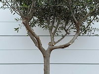 Olijfboom andalucia m - olea europaea - ca. 20 jaar oud - hoogte ca. 250 cm - afbeelding 5 van  8