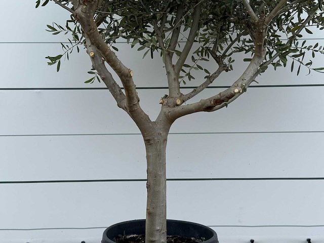 Olijfboom andalucia m - olea europaea - ca. 20 jaar oud - hoogte ca. 250 cm - afbeelding 6 van  8