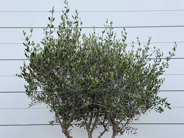 Olijfboom andalucia m - olea europaea - ca. 20 jaar oud - hoogte ca. 250 cm - afbeelding 7 van  8
