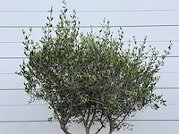 Olijfboom andalucia m - olea europaea - ca. 20 jaar oud - hoogte ca. 250 cm - afbeelding 7 van  8