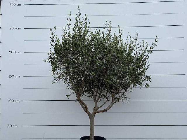 Olijfboom andalucia m - olea europaea - ca. 20 jaar oud - hoogte ca. 250 cm - afbeelding 8 van  8