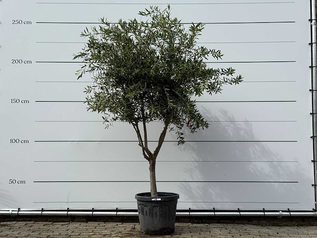 Olijfboom andalucia m - olea europaea - ca. 20 jaar oud - hoogte ca. 250 cm - afbeelding 1 van  3