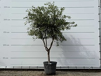 Olijfboom andalucia m - olea europaea - ca. 20 jaar oud - hoogte ca. 250 cm - afbeelding 1 van  3