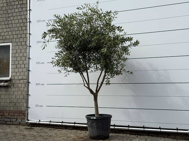 Olijfboom andalucia m - olea europaea - ca. 20 jaar oud - hoogte ca. 250 cm - afbeelding 2 van  3
