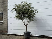 Olijfboom andalucia m - olea europaea - ca. 20 jaar oud - hoogte ca. 250 cm - afbeelding 2 van  3
