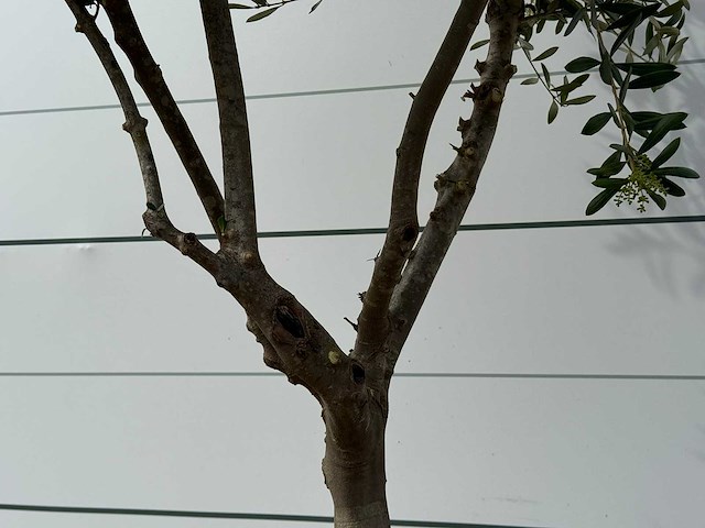 Olijfboom andalucia m - olea europaea - ca. 20 jaar oud - hoogte ca. 250 cm - afbeelding 3 van  3