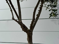 Olijfboom andalucia m - olea europaea - ca. 20 jaar oud - hoogte ca. 250 cm - afbeelding 3 van  3