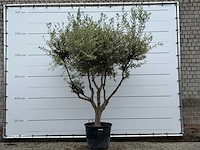 Olijfboom andalucia m - olea europaea - ca. 20 jaar oud - hoogte ca. 270 cm - afbeelding 1 van  7