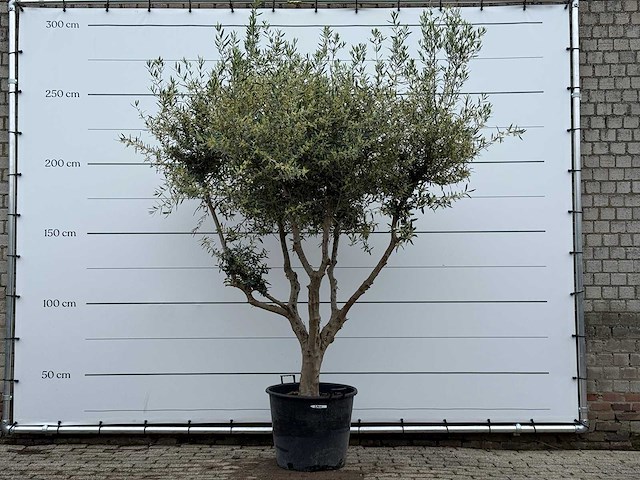 Olijfboom andalucia m - olea europaea - ca. 20 jaar oud - hoogte ca. 270 cm - afbeelding 2 van  7