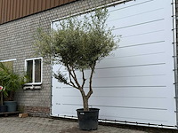 Olijfboom andalucia m - olea europaea - ca. 20 jaar oud - hoogte ca. 270 cm - afbeelding 3 van  7