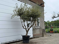 Olijfboom andalucia m - olea europaea - ca. 20 jaar oud - hoogte ca. 270 cm - afbeelding 4 van  7