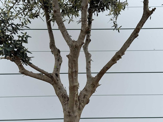 Olijfboom andalucia m - olea europaea - ca. 20 jaar oud - hoogte ca. 270 cm - afbeelding 5 van  7