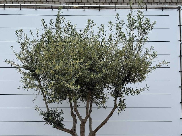 Olijfboom andalucia m - olea europaea - ca. 20 jaar oud - hoogte ca. 270 cm - afbeelding 6 van  7