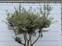 Olijfboom andalucia m - olea europaea - ca. 20 jaar oud - hoogte ca. 270 cm - afbeelding 6 van  7