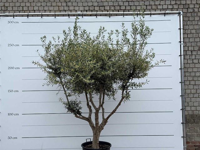 Olijfboom andalucia m - olea europaea - ca. 20 jaar oud - hoogte ca. 270 cm - afbeelding 7 van  7