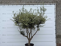 Olijfboom andalucia m - olea europaea - ca. 20 jaar oud - hoogte ca. 270 cm - afbeelding 7 van  7