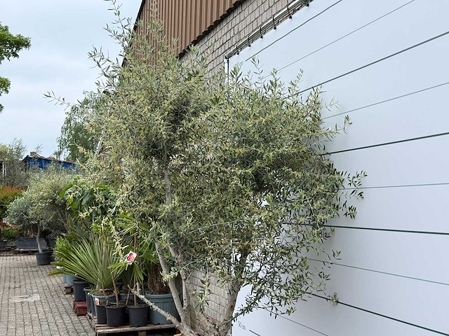 Olijfboom andalucia m - olea europaea - ca. 20 jaar oud - hoogte ca. 290 cm - afbeelding 2 van  10
