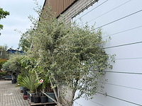 Olijfboom andalucia m - olea europaea - ca. 20 jaar oud - hoogte ca. 290 cm - afbeelding 2 van  10