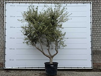 Olijfboom andalucia m - olea europaea - ca. 20 jaar oud - hoogte ca. 290 cm - afbeelding 1 van  10