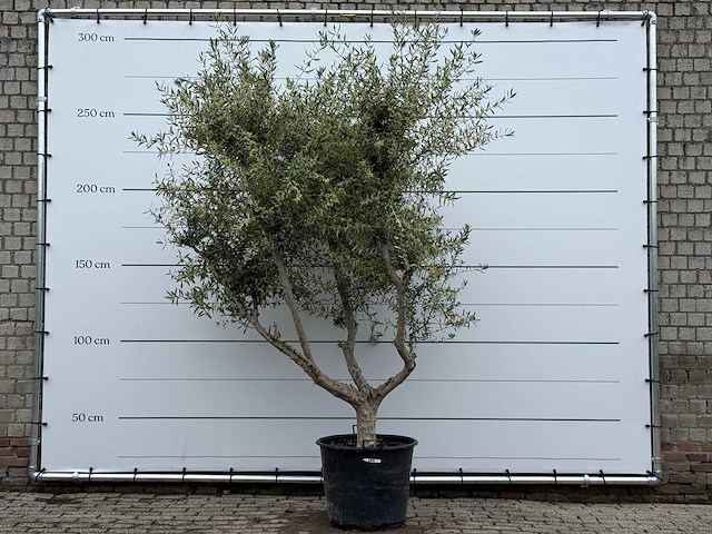 Olijfboom andalucia m - olea europaea - ca. 20 jaar oud - hoogte ca. 290 cm - afbeelding 3 van  10