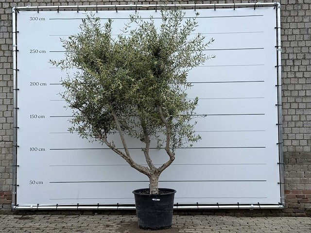 Olijfboom andalucia m - olea europaea - ca. 20 jaar oud - hoogte ca. 290 cm - afbeelding 4 van  10