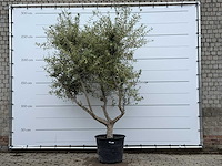 Olijfboom andalucia m - olea europaea - ca. 20 jaar oud - hoogte ca. 290 cm - afbeelding 4 van  10