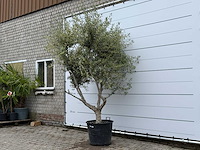 Olijfboom andalucia m - olea europaea - ca. 20 jaar oud - hoogte ca. 290 cm - afbeelding 5 van  10