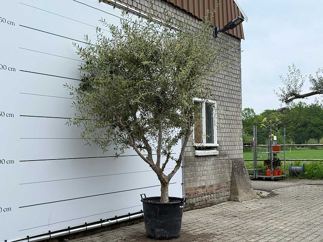 Olijfboom andalucia m - olea europaea - ca. 20 jaar oud - hoogte ca. 290 cm - afbeelding 6 van  10