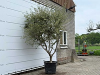 Olijfboom andalucia m - olea europaea - ca. 20 jaar oud - hoogte ca. 290 cm - afbeelding 6 van  10