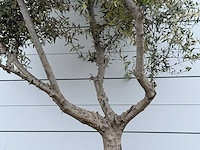Olijfboom andalucia m - olea europaea - ca. 20 jaar oud - hoogte ca. 290 cm - afbeelding 7 van  10