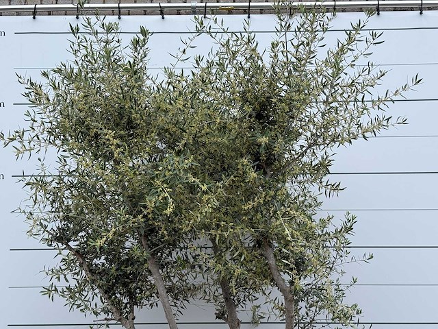 Olijfboom andalucia m - olea europaea - ca. 20 jaar oud - hoogte ca. 290 cm - afbeelding 8 van  10