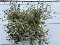 Olijfboom andalucia m - olea europaea - ca. 20 jaar oud - hoogte ca. 290 cm - afbeelding 8 van  10
