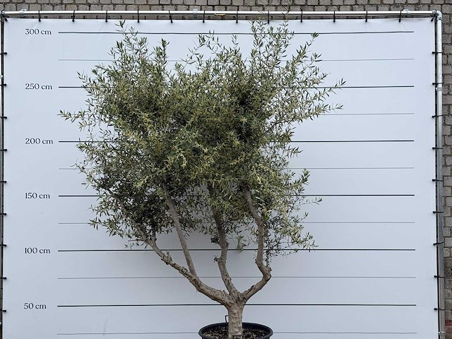 Olijfboom andalucia m - olea europaea - ca. 20 jaar oud - hoogte ca. 290 cm - afbeelding 9 van  10