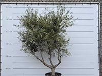 Olijfboom andalucia m - olea europaea - ca. 20 jaar oud - hoogte ca. 290 cm - afbeelding 9 van  10