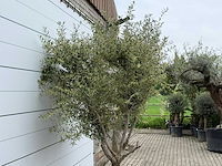 Olijfboom andalucia m - olea europaea - ca. 20 jaar oud - hoogte ca. 290 cm - afbeelding 10 van  10