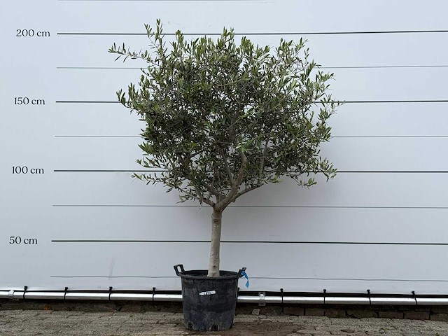 Olijfboom andalucia m - olea europaea - ca. 40 jaar oud - hoogte ca. 200 cm - afbeelding 1 van  6