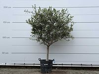Olijfboom andalucia m - olea europaea - ca. 40 jaar oud - hoogte ca. 200 cm