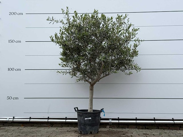 Olijfboom andalucia m - olea europaea - ca. 40 jaar oud - hoogte ca. 200 cm - afbeelding 2 van  6