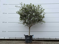 Olijfboom andalucia m - olea europaea - ca. 40 jaar oud - hoogte ca. 200 cm - afbeelding 2 van  6