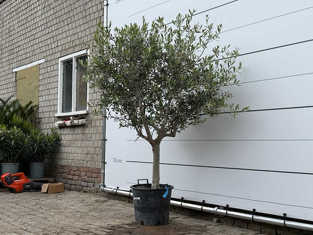 Olijfboom andalucia m - olea europaea - ca. 40 jaar oud - hoogte ca. 200 cm - afbeelding 3 van  6