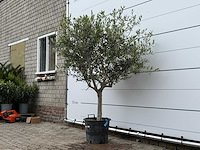Olijfboom andalucia m - olea europaea - ca. 40 jaar oud - hoogte ca. 200 cm - afbeelding 3 van  6