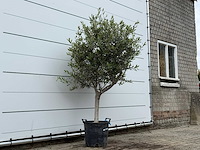 Olijfboom andalucia m - olea europaea - ca. 40 jaar oud - hoogte ca. 200 cm - afbeelding 4 van  6