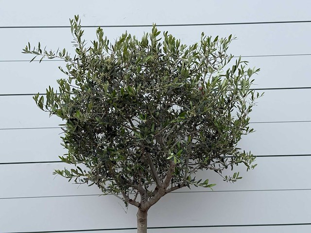 Olijfboom andalucia m - olea europaea - ca. 40 jaar oud - hoogte ca. 200 cm - afbeelding 5 van  6