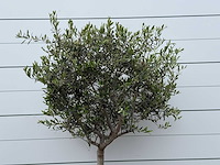 Olijfboom andalucia m - olea europaea - ca. 40 jaar oud - hoogte ca. 200 cm - afbeelding 5 van  6