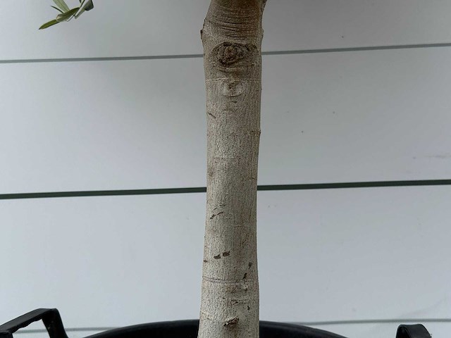 Olijfboom andalucia m - olea europaea - ca. 40 jaar oud - hoogte ca. 200 cm - afbeelding 6 van  6