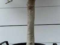 Olijfboom andalucia m - olea europaea - ca. 40 jaar oud - hoogte ca. 200 cm - afbeelding 6 van  6