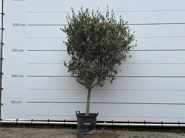 Olijfboom andalucia m - olea europaea - ca. 40 jaar oud - hoogte ca. 210 cm - afbeelding 1 van  7